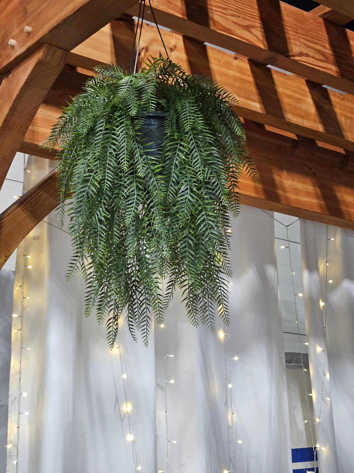 Pepper Vines in a Hanging Basket - UV Protected