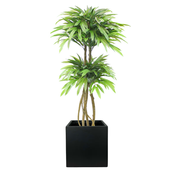 Potted 5ft Mango Tree in Black Fiberclay Planter - UV Protected