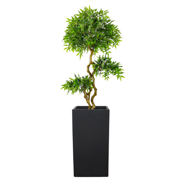 French Ficus 7.5ft - UV Protected
