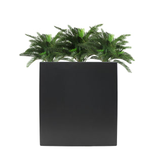 Cycas in Cora Trough 3.5ft