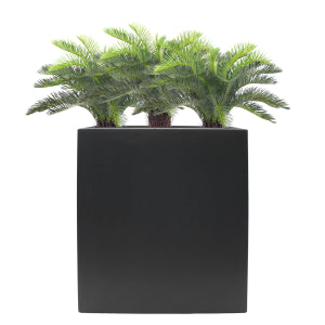 Cycas in Cora Trough 5ft - UV Protected