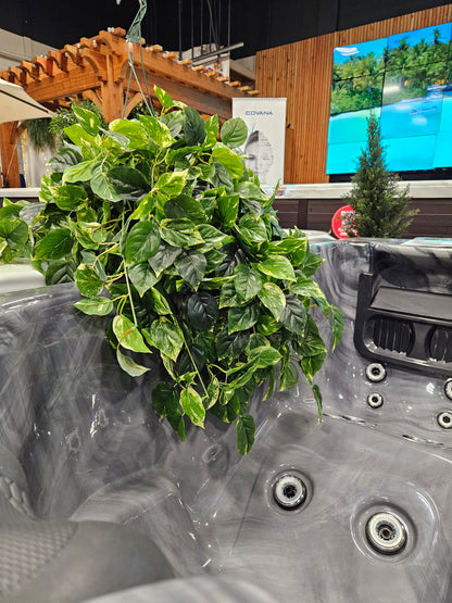 Pothos Hanging Basket UV Protected