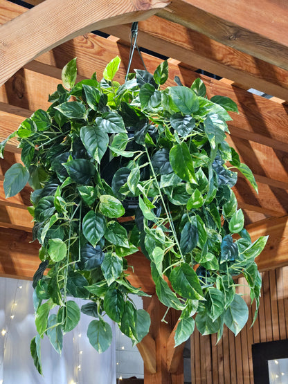 Pothos Hanging Basket UV Protected