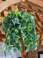 Pothos Hanging Basket UV Protected