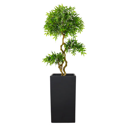 French Ficus 7.5ft