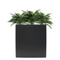 Cycas in Cora Trough 3.5ft