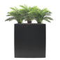 Cycas in Cora Trough 5ft - UV Protected